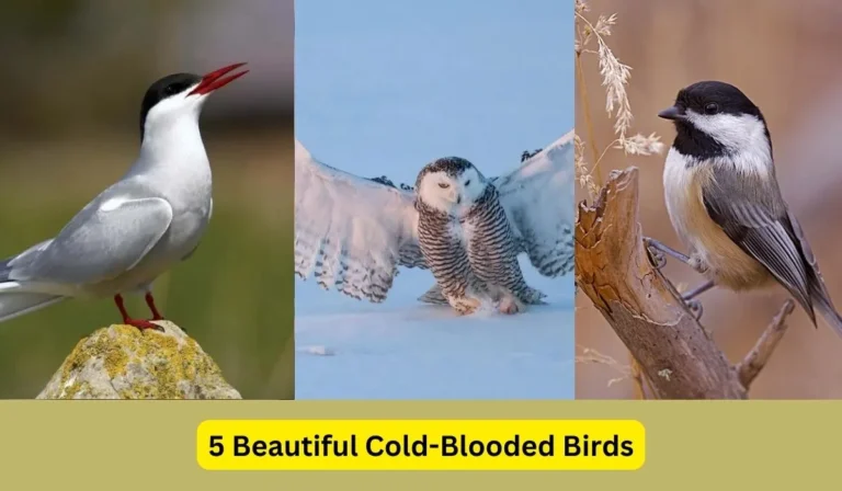 Are Bird Cold Blooded