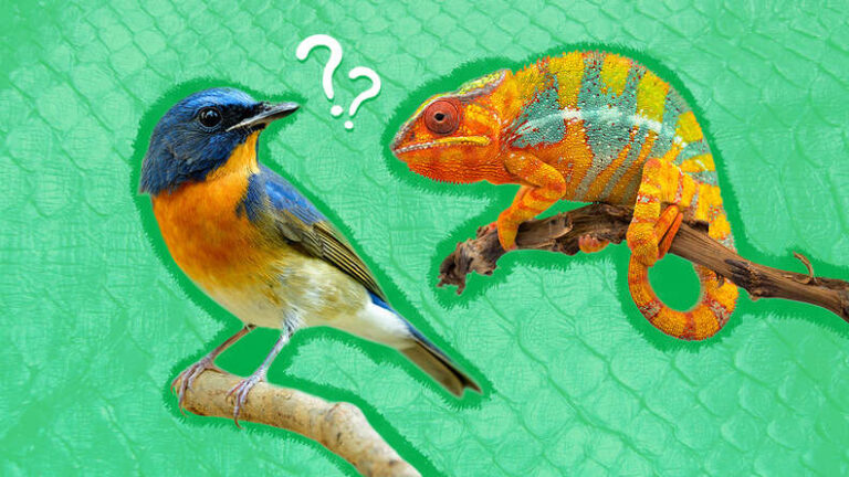Are Birds a Reptile