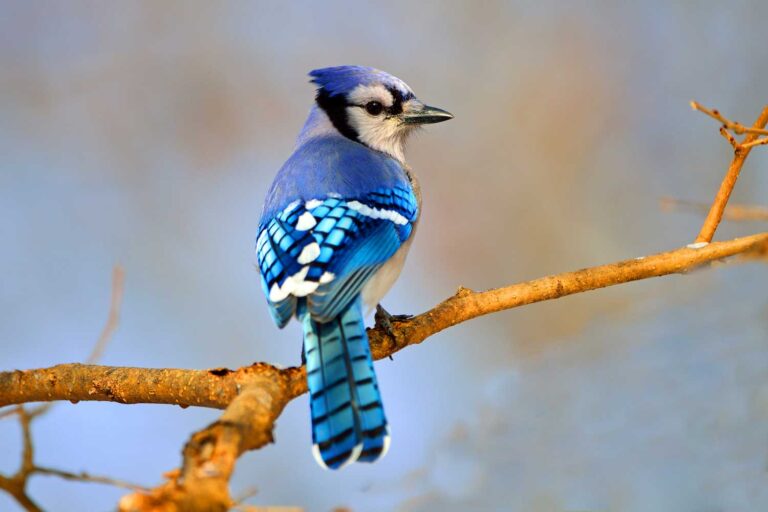 Are Blue Jays Friendly to Humans