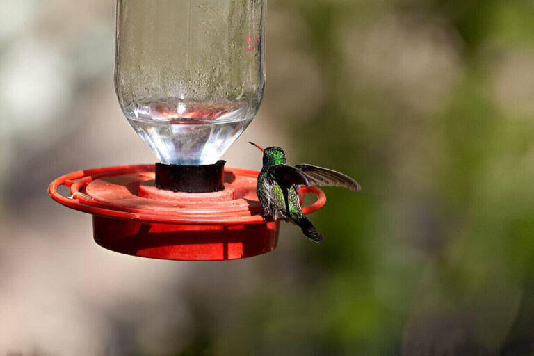are-hummingbirds-in-indiana-yet/