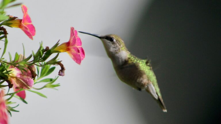 Are Hummingbirds in Wisconsin Yet