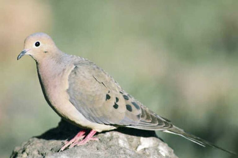 Are Mourning Doves Smart