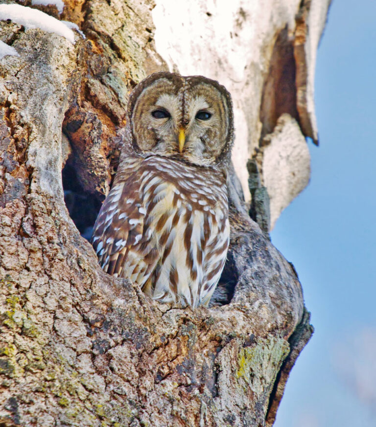 Are Owls Out During the Day