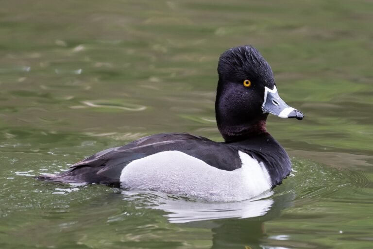Are Ringneck Ducks Good to Eat