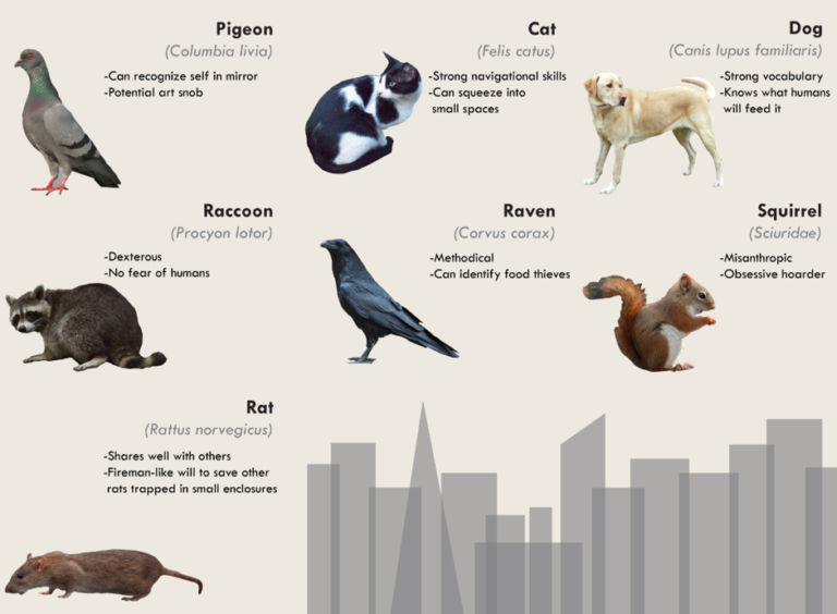 Are Squirrels Smarter Than Dogs