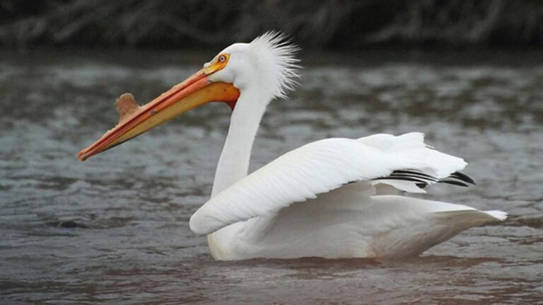 Are There Pelicans in Michigan