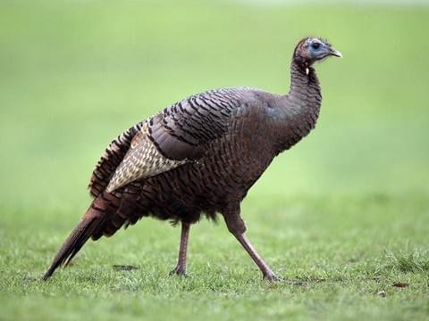 Are Wild Turkeys Good to Eat
