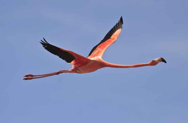 Can a Flamingo Fly