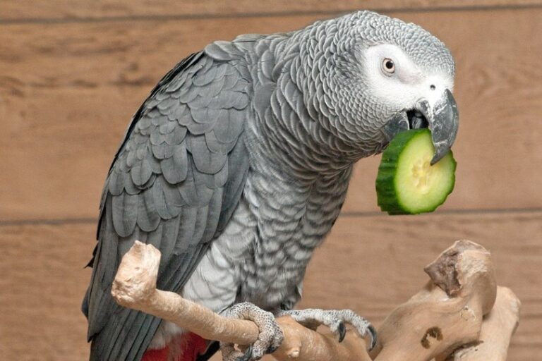 Can a Parrot Eat Cucumber