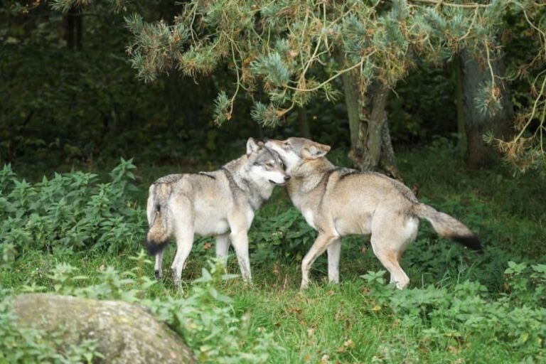 Can Animals Breed With Siblings