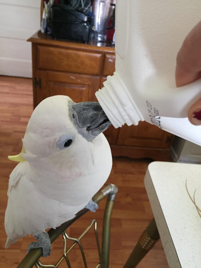 Can Birds Drink Milk