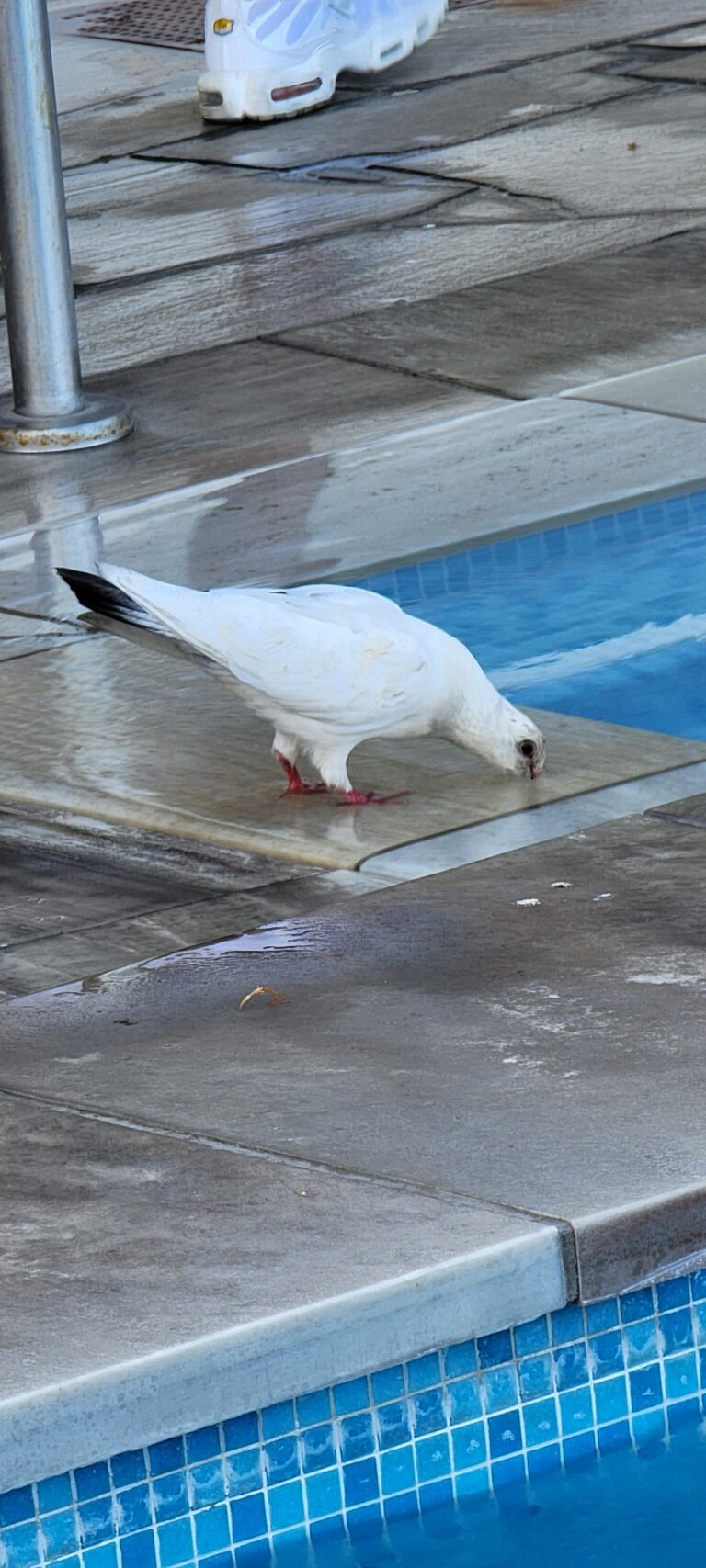 Can Birds Drink Pool Water