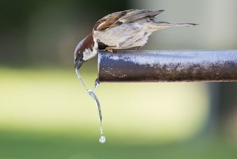 Can Birds Drink Tap Water