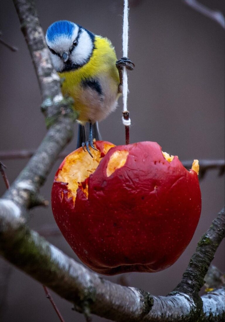 Can Birds Eat Apples?