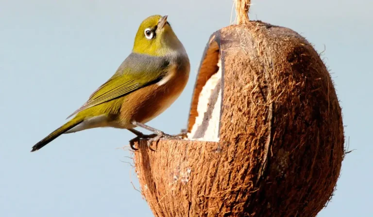 Can Birds Eat Coconut