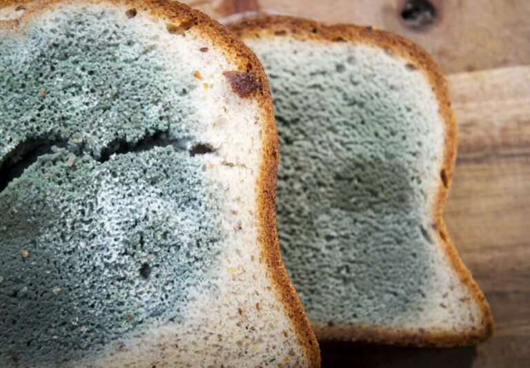 Can Birds Eat Moldy Bread