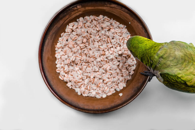 Can Birds Eat Oatmeal
