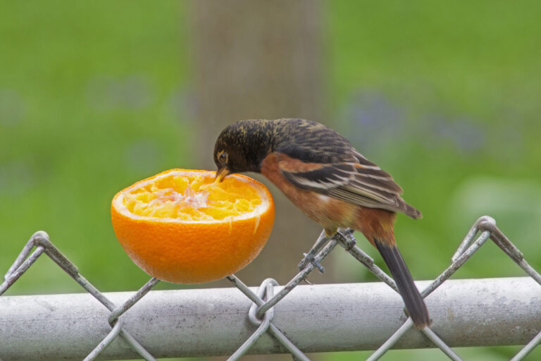 Can Birds Eat Oranges?