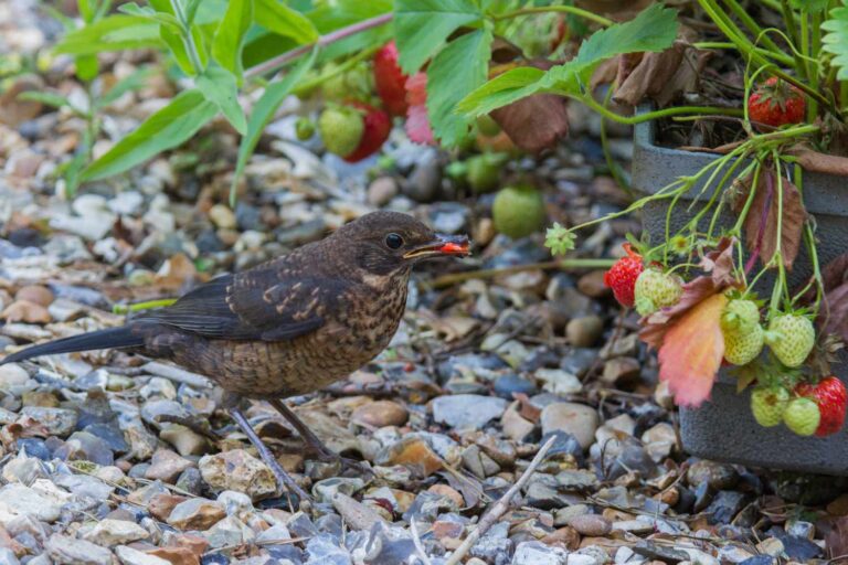 Can Birds Eat Strawberries?