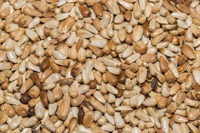 Can Chickens Eat Safflower Seeds
