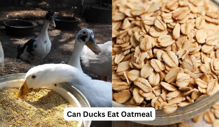 Can Ducklings Eat Oats