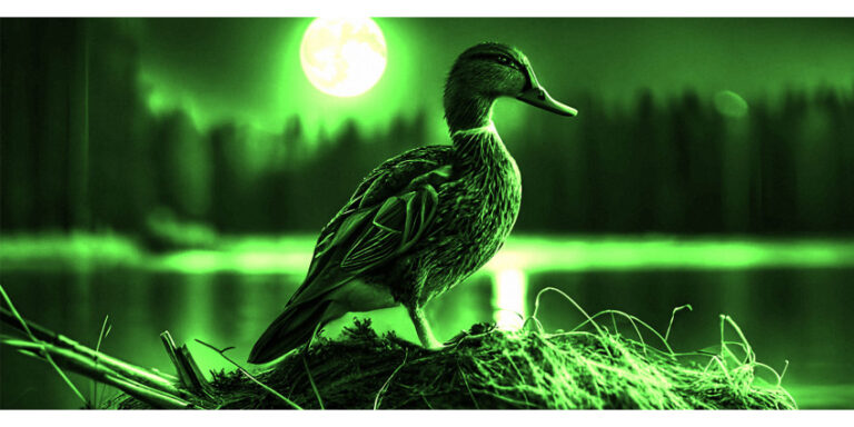 Can Ducks See at Night