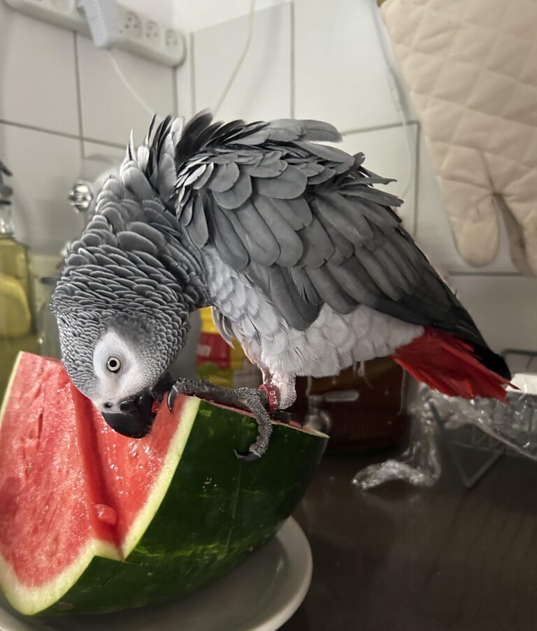 Can Parrotlets Eat Watermelon