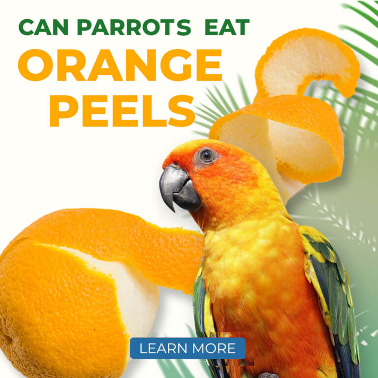 Can Parrots Have Oranges