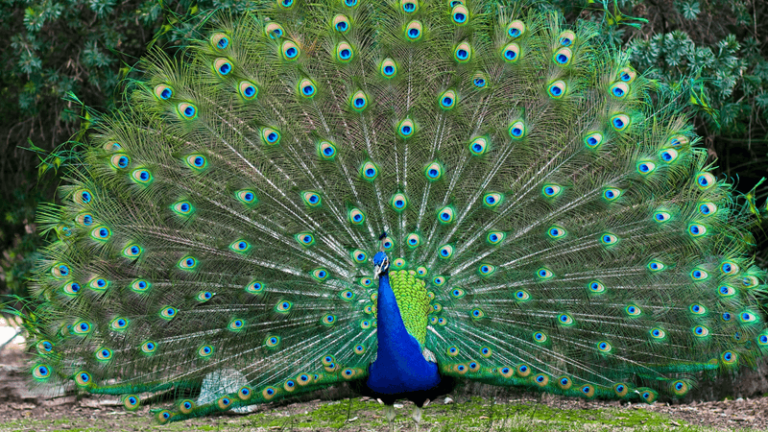 Can the Peacock Fly