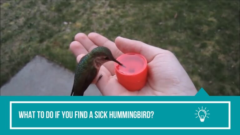 Can You Have a Hummingbird As a Pet?