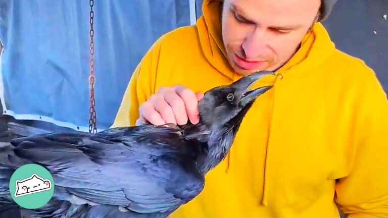 Can You Have a Pet Raven