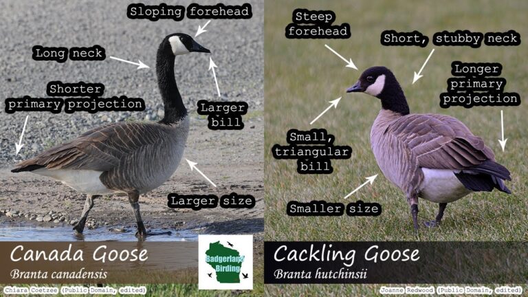 Canadian Goose Vs American Goose