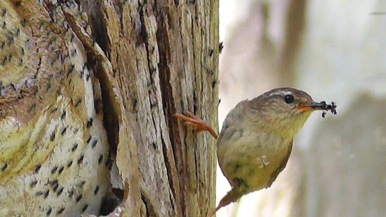 Do Ants Eat Birds