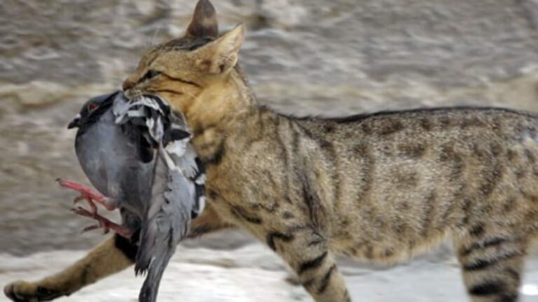 Do Birds Eat Cats?