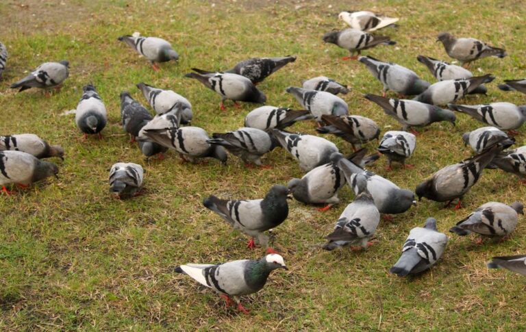 Do Birds Eat Grass Seed