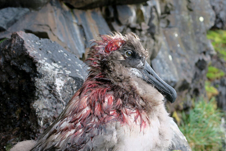 Do Birds Eat Rats