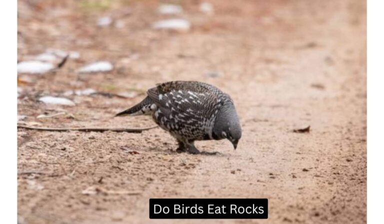 Do Birds Eat Rocks