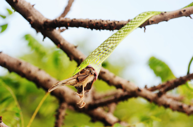 Do Birds Eat Snakes?