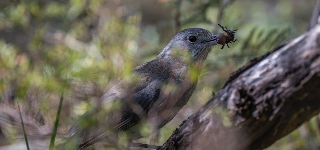Do Birds Eat Spiders