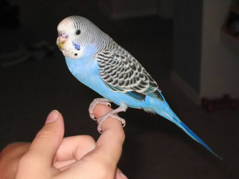 Do Birds Go to Heaven