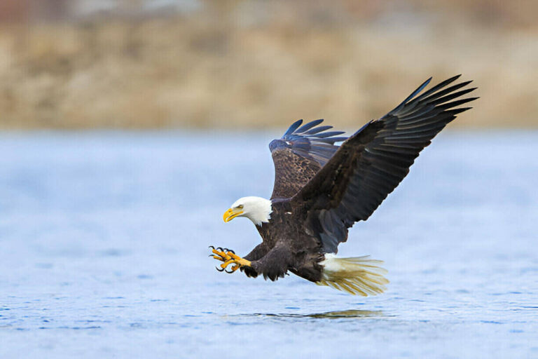 do-birds-have-claws