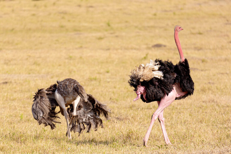 Do Birds Have Penis'S