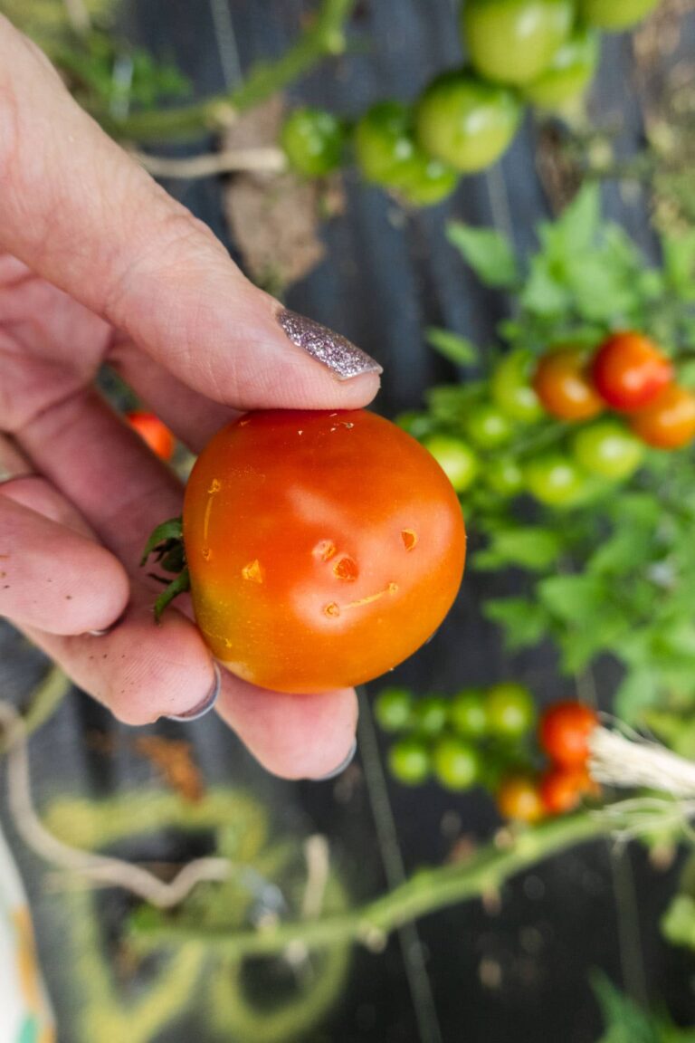 Do Birds Like Tomatoes