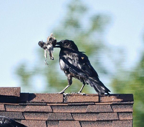 Do Crows Eat Bird Eggs