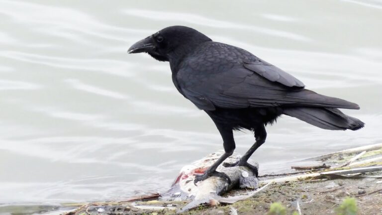 Do Crows Eat Fish