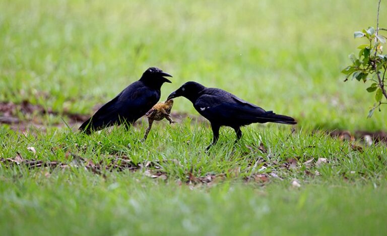 Do Crows Eat Frogs