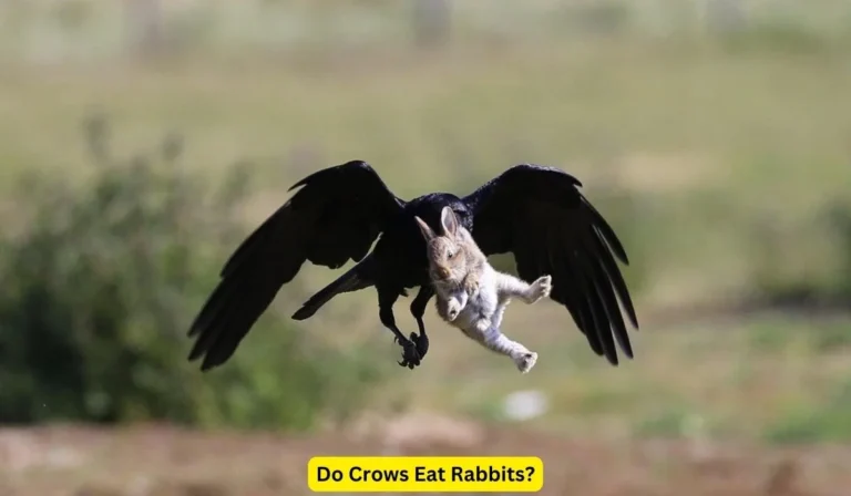 Do Crows Eat Rabbits