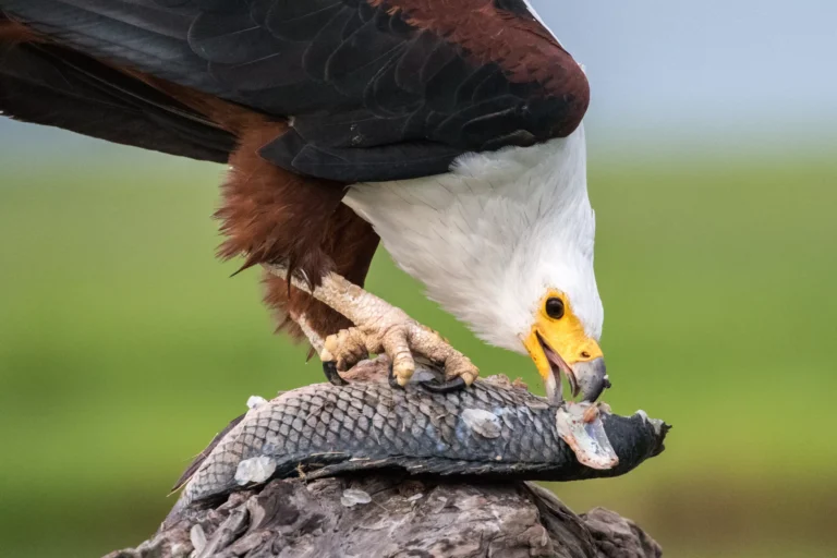 Do Eagles Eat Fish