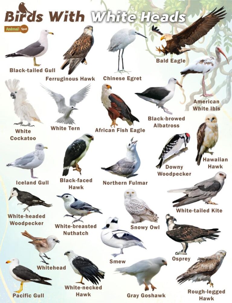 Do Hawks Have White Heads