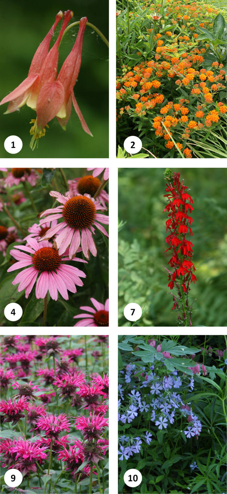 Do Hummingbirds Like Coneflowers